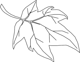 https://pixabay.com/en/maple-leaf-outline-tree-nature-296613/