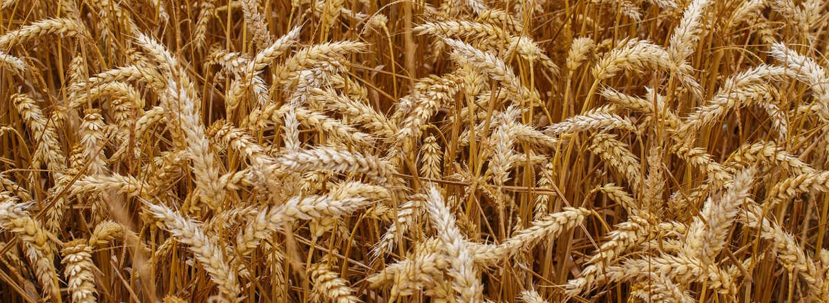 https://pixabay.com/en/wheat-grain-crops-bread-harvest-1530316/
