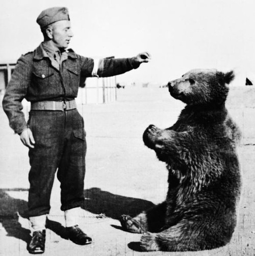https://commons.wikimedia.org/wiki/File:Wojtek_the_bear.jpg