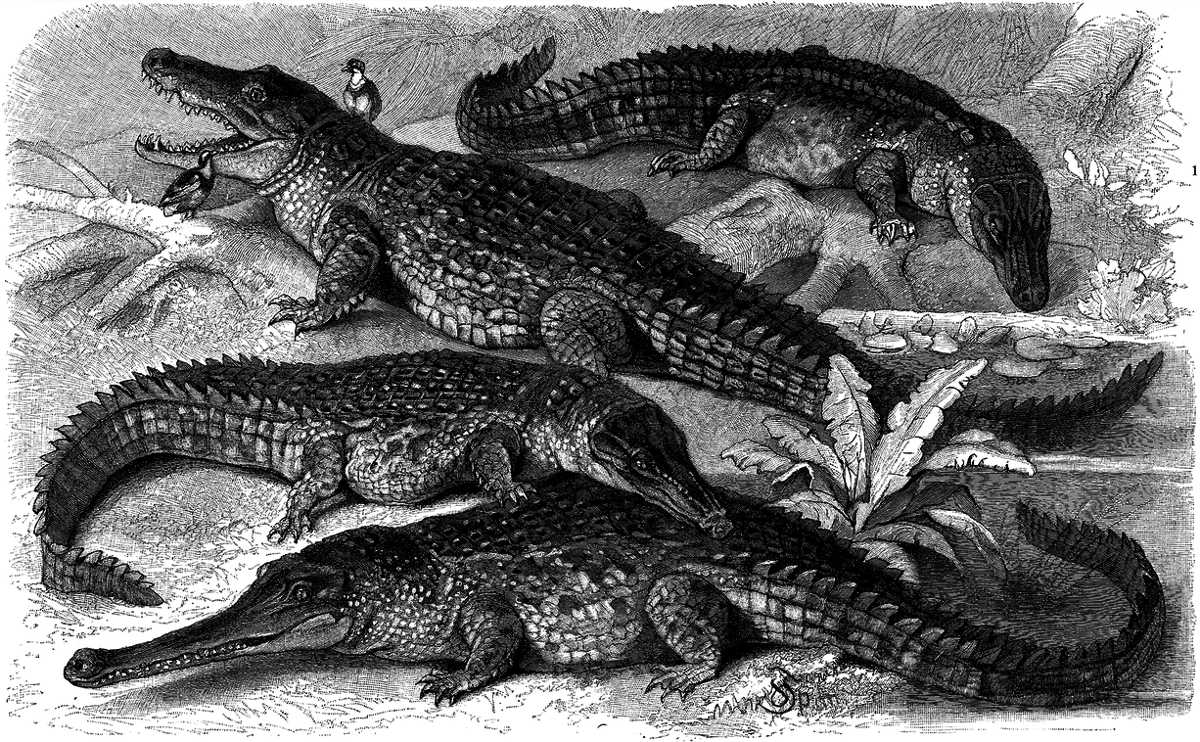https://commons.wikimedia.org/wiki/File:Krokodile.png