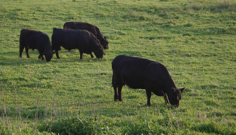 http://commons.wikimedia.org/wiki/File:Begrazing_uiterwaarden_TN.jpg