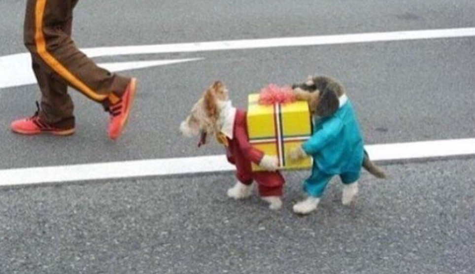 dog costume