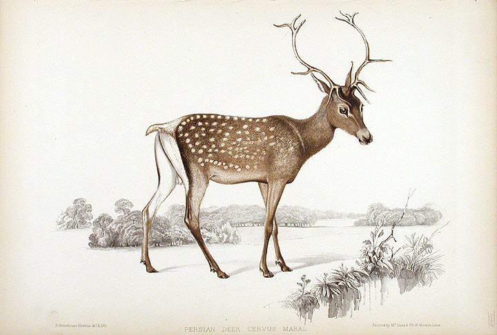 https://commons.wikimedia.org/wiki/File:Benjamin_Waterhouse_Hawkins-Persian_Deer,_Cervus_Maral,_summer.jpg