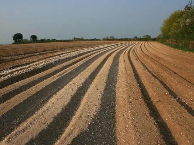 https://commons.wikimedia.org/wiki/File:Furrows_in_a_potato_field_near_Five_Lanes_End_-_geograph.org.uk_-_403311.jpg