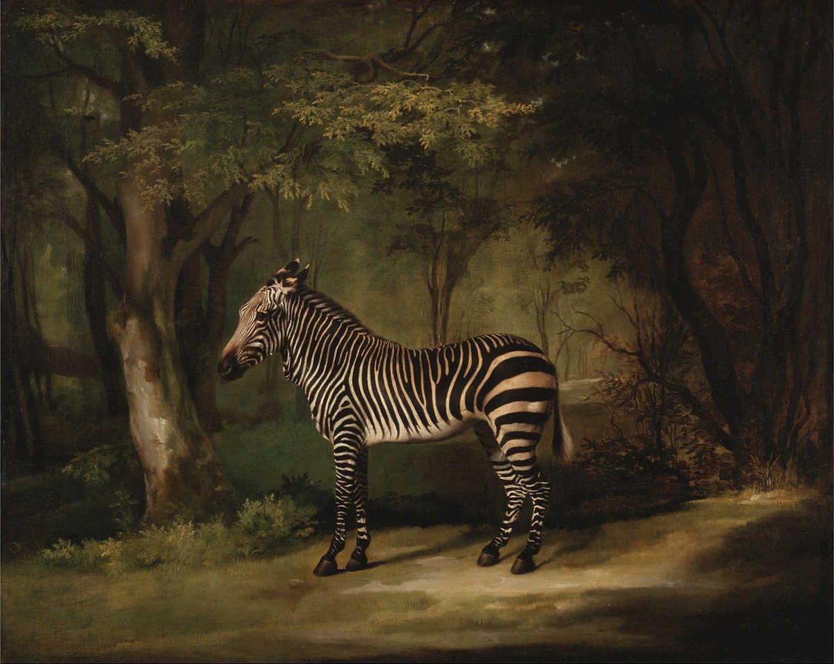 https://commons.wikimedia.org/wiki/File:George_Stubbs_-_Zebra_-_Google_Art_Project.jpg