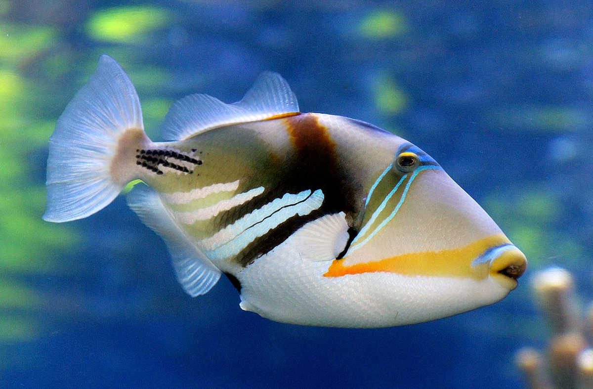 https://commons.wikimedia.org/wiki/File:Reef_trigger_fish._(11111536093).jpg