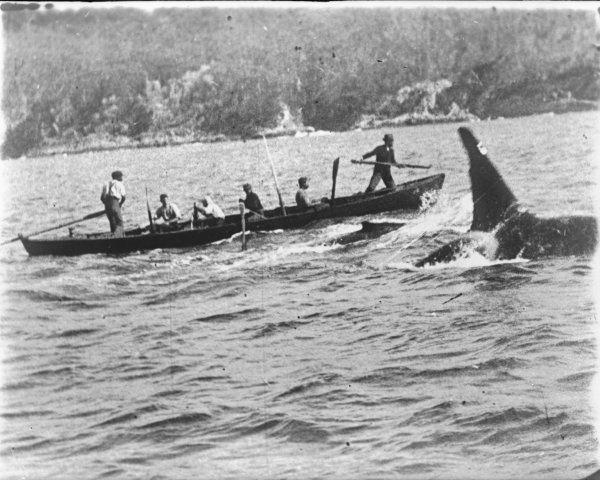 https://commons.wikimedia.org/wiki/File:Killer_Whale_(Old_Tom)_and_whalers.jpeg