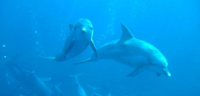 https://commons.wikimedia.org/wiki/File:Dolphin_Mikurajima_Tokyo_Japan.jpg