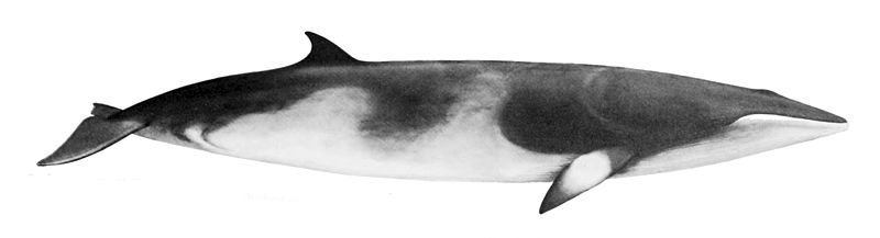 https://commons.wikimedia.org/wiki/File:Balaenoptera_acutorostrata_NOAA.jpg