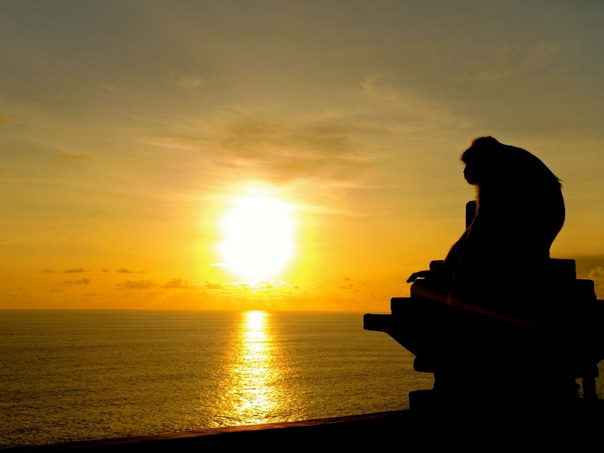 https://pixabay.com/en/sunset-monkey-ape-bali-ocean-sea-653431/