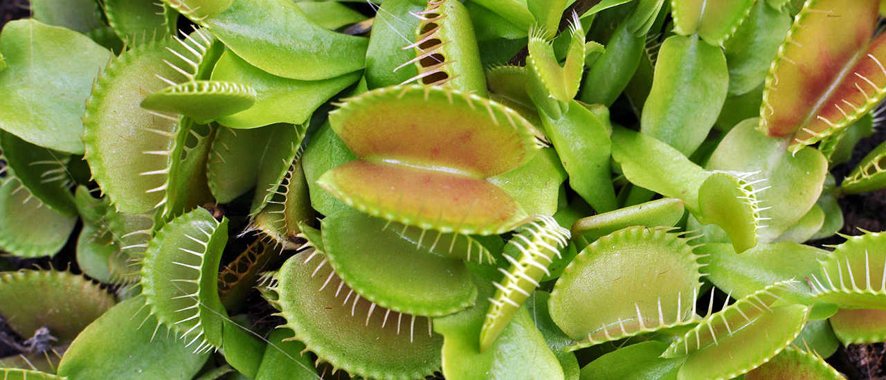 https://commons.wikimedia.org/wiki/File:Dionaea_muscipula_Brest.jpg