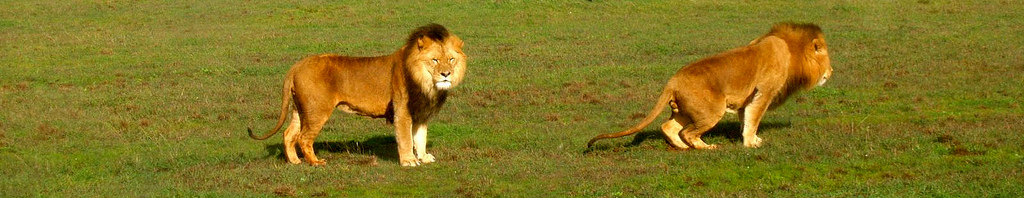 https://commons.wikimedia.org/wiki/File:Lion_Kings_(2743998524).jpg