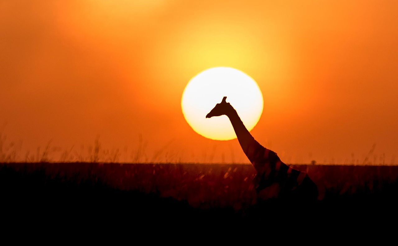 https://commons.wikimedia.org/wiki/File:Red_sky_%2B_Giraffe_%2B_Kenya_%3D_A_sunrise_to_remember_(15062623745).jpg