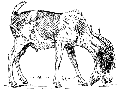 https://commons.wikimedia.org/wiki/File:Goat_(PSF).png