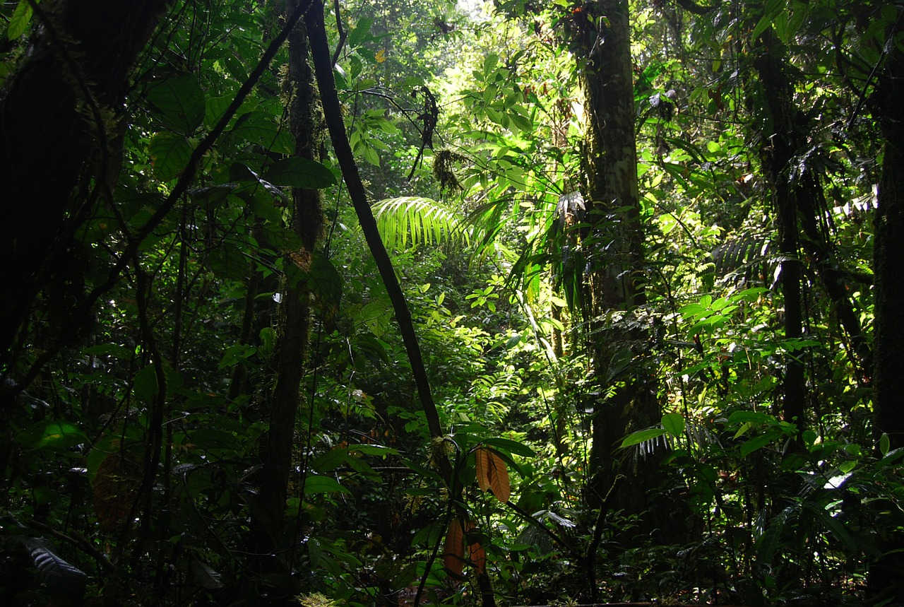 https://pixabay.com/en/jungle-ecuador-nature-green-beauty-240498/