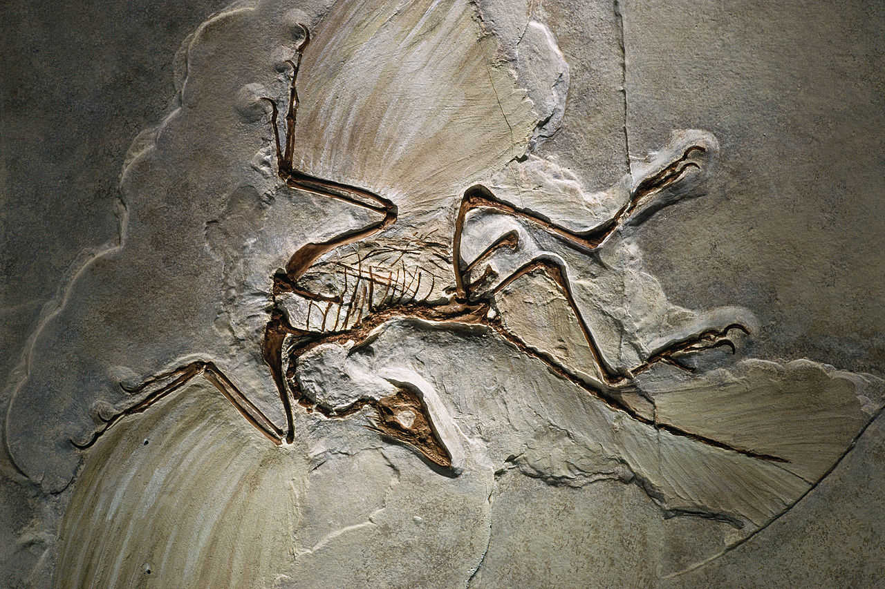 https://commons.wikimedia.org/wiki/File:Archaeopteryx_fossil.jpg