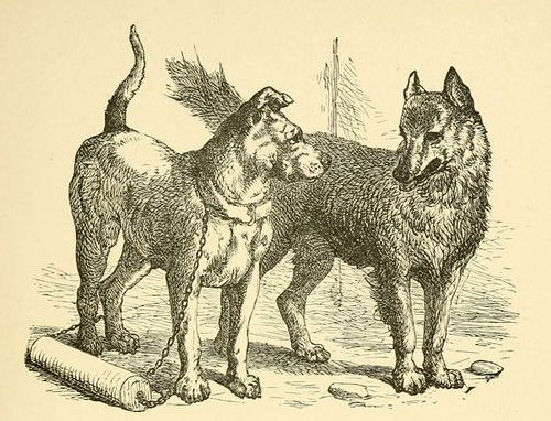 phaedrus - dog and wolf