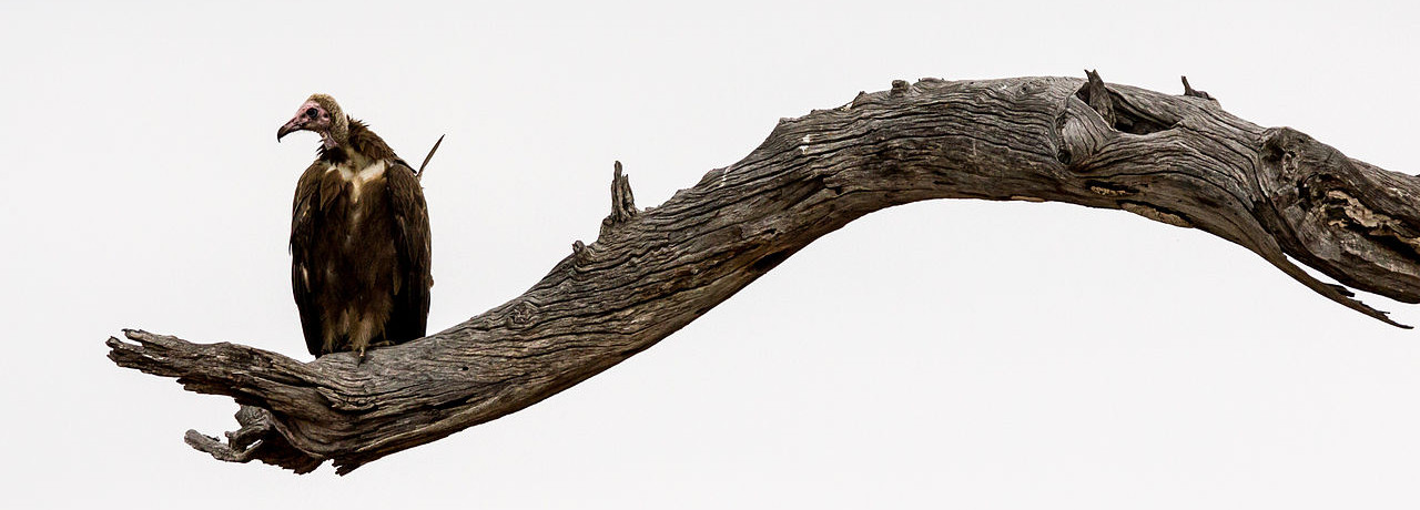 https://commons.wikimedia.org/wiki/File:African_Hooded_Vulture_(Necrosyrtes_monachus),_Kruger_National_Park.jpg