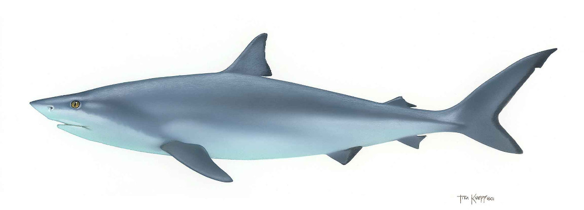 https://www.goodfreephotos.com/animals/fish/bull-shark-carcharhinus-leuces-drawing.jpg.php