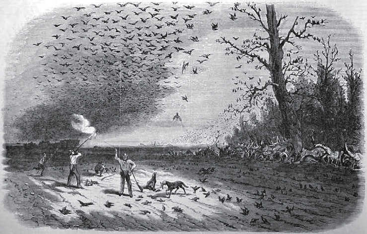 https://commons.wikimedia.org/wiki/File:Passenger_pigeon_shooting_in_Iowa.jpg