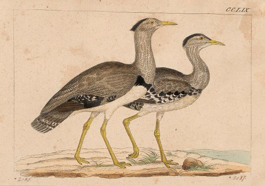 https://commons.wikimedia.org/wiki/File:Eupodotis_cristata_-_1820-1860_-_Print_-_Iconographia_Zoologica_-_Special_Collections_University_of_Amsterdam_-_UBA01_IZ17200037.tif