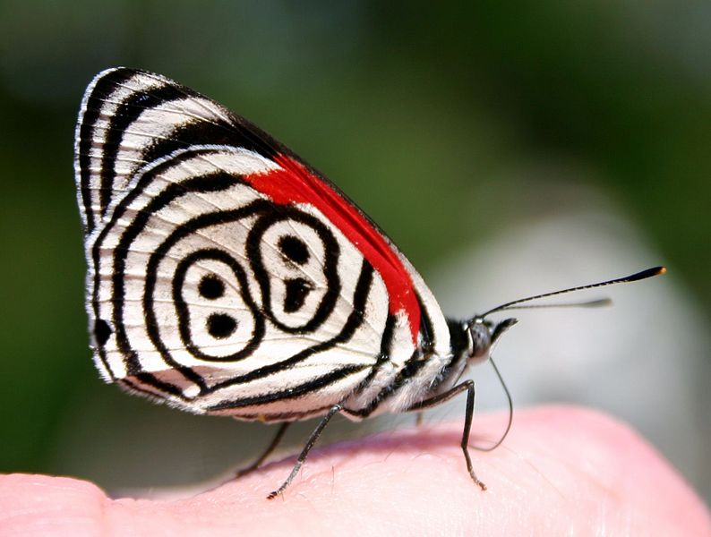 https://commons.wikimedia.org/wiki/File:Eighty-eight_Butterfly_(Diaethria_anna).JPG