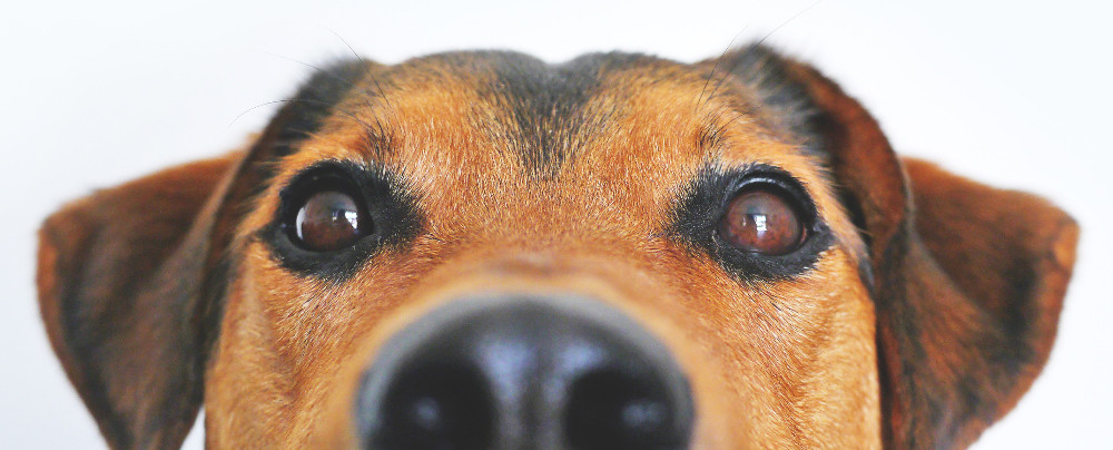 https://www.pexels.com/photo/adorable-blur-breed-close-up-406014/