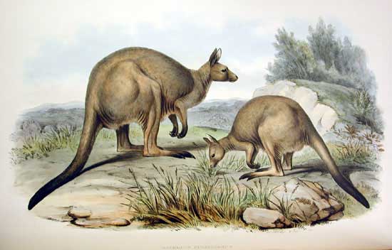 http://commons.wikimedia.org/wiki/File:Macropus_fuliginosus_3_Gould.jpg