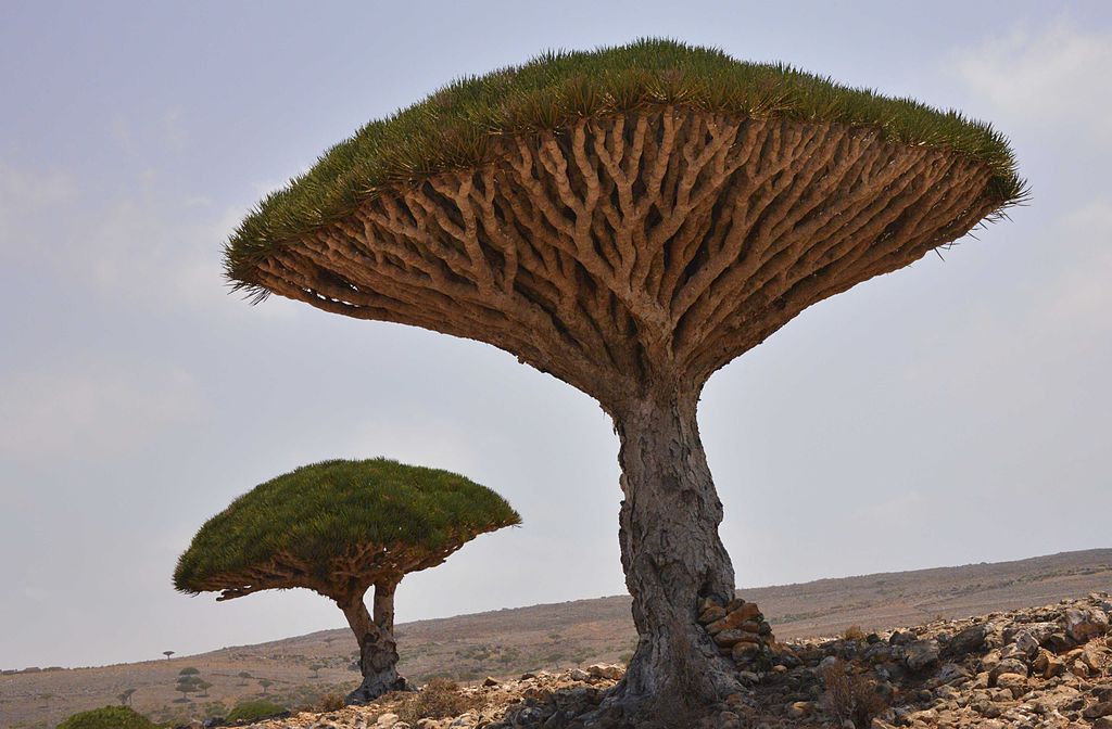 https://commons.wikimedia.org/wiki/File:Ancient_Dragon%27s_Blood_Trees,_Socotra_Island_(13510645265).jpg
