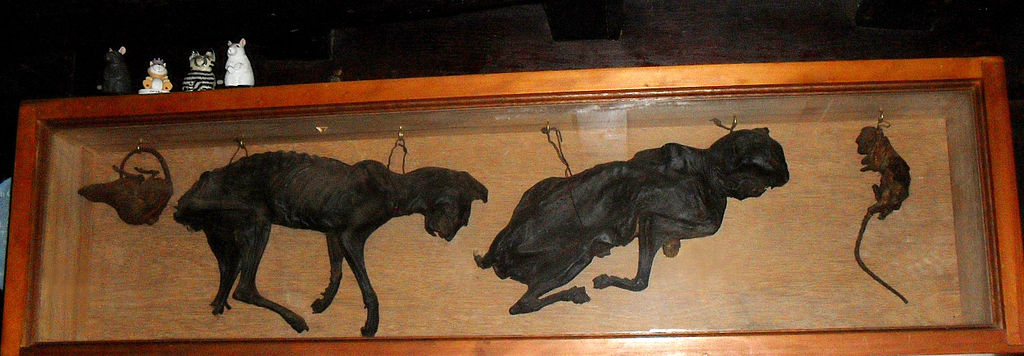 https://commons.wikimedia.org/wiki/File:Stag_Inn,_All_Saints_Street,_Hastings_-_Mummified_Cats.JPG