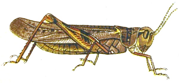 https://commons.wikimedia.org/wiki/File:Melanoplus_spretusAnnReportAgExpStaUM1902B.jpg