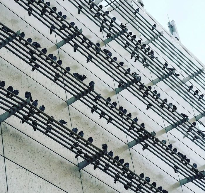 https://www.reddit.com/r/confusing_perspective/comments/exxstb/these_birds_look_like_musical_notes/