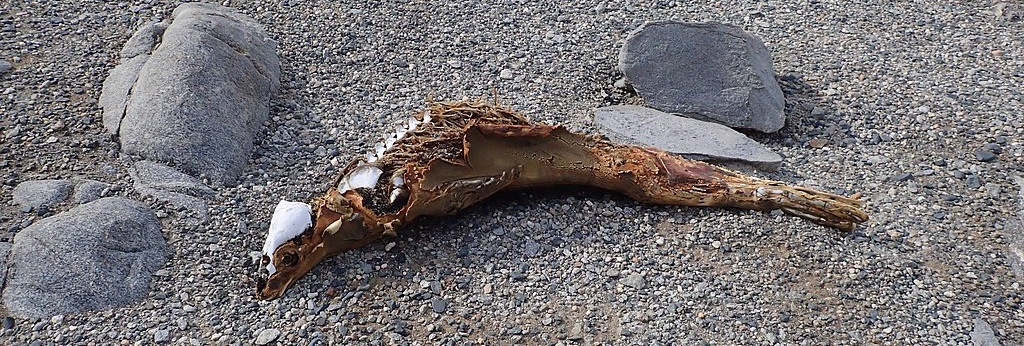 https://commons.wikimedia.org/wiki/File:Dead_seal,_South_Fork,_Upper_Wright_Valley_2016_01.jpg