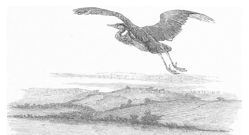 https://commons.wikimedia.org/wiki/File:RO(1875)_P195_HERON.jpg