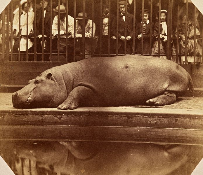 https://commons.wikimedia.org/wiki/File:The_Hippopotamus_at_the_Regents_Park_Zoo,_ca._1855.jpg