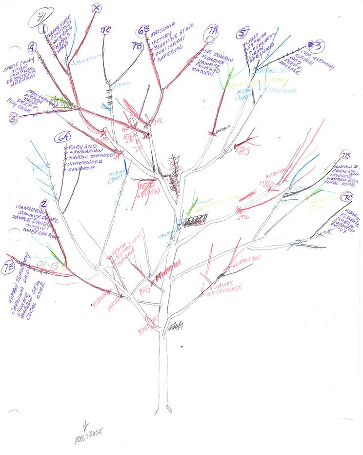 https://commons.wikimedia.org/wiki/File:Tree_of_40_Fruit_-_tree_071_diagram.jpg