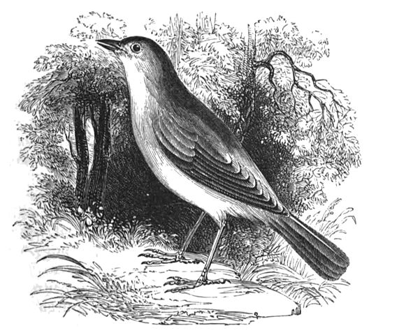 https://commons.wikimedia.org/wiki/File:Natural_History,_Birds_-_Nightingale.jpg