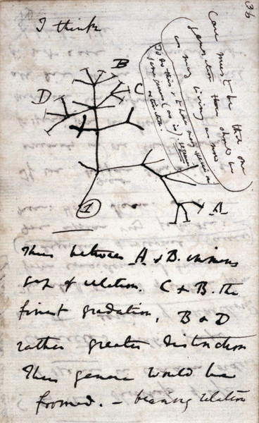 https://commons.wikimedia.org/wiki/File:Darwin_Tree_1837.png