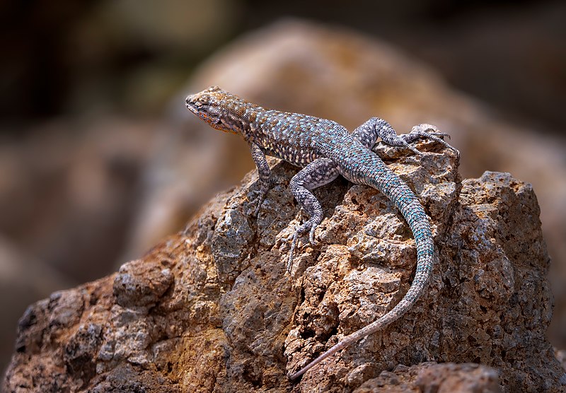 https://commons.wikimedia.org/wiki/File:Side_Blotched_Lizard_(d23b9bbd-8831-4be1-973f-d5196a3c16e9).jpg