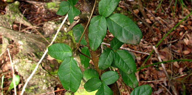 https://commons.wikimedia.org/wiki/File:Boquila_trifoliata.jpg