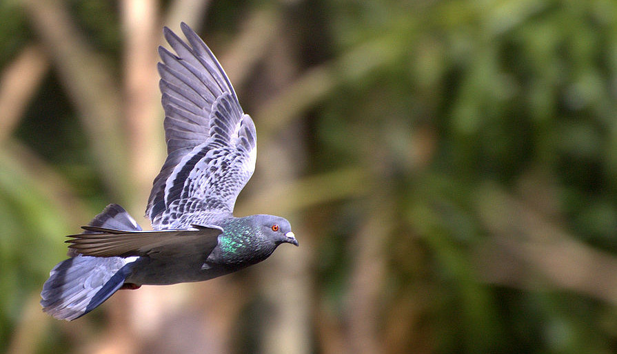 https://commons.wikimedia.org/wiki/File:Columba_livia_-flight-4.jpg