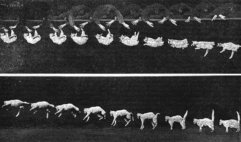 https://commons.wikimedia.org/wiki/File:Falling_cat_1894.jpg
