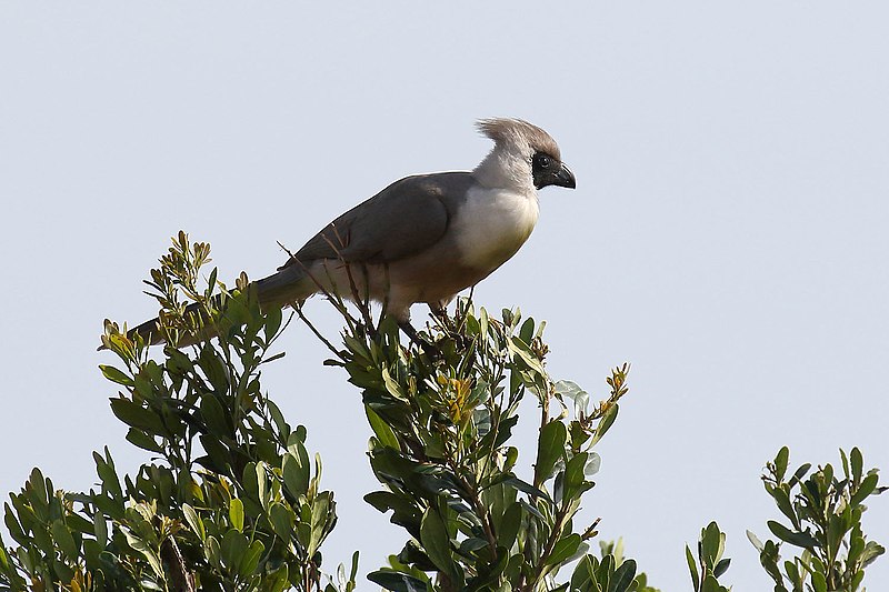 https://commons.wikimedia.org/wiki/File:20170618_3678_Masai_Mara_Touraco_masque.jpg