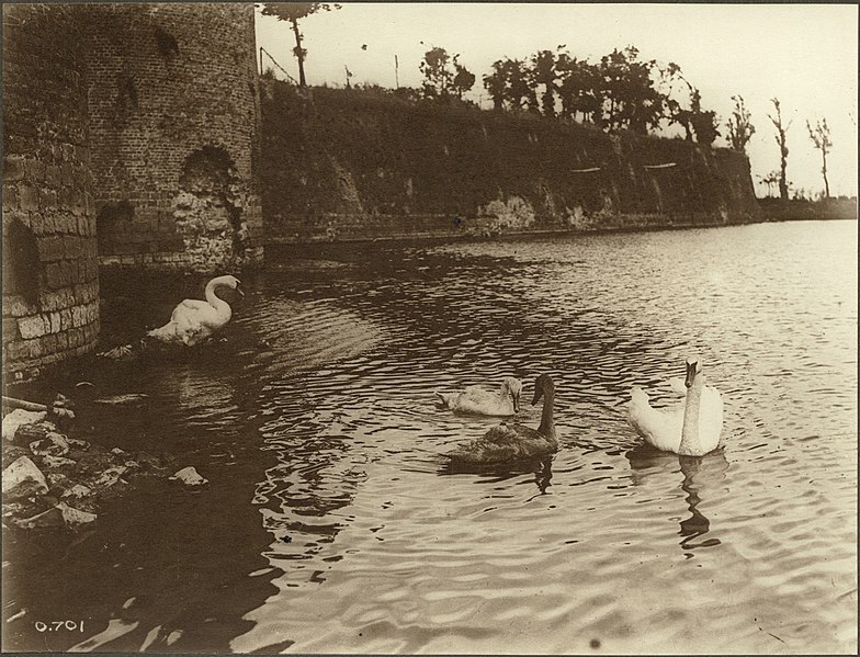 https://commons.m.wikimedia.org/wiki/File:Swans_in_Ypres_%28I0004765%29.jpg