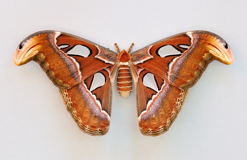 https://en.wikipedia.org/wiki/File:Attacus_atlas_qtl1.jpg