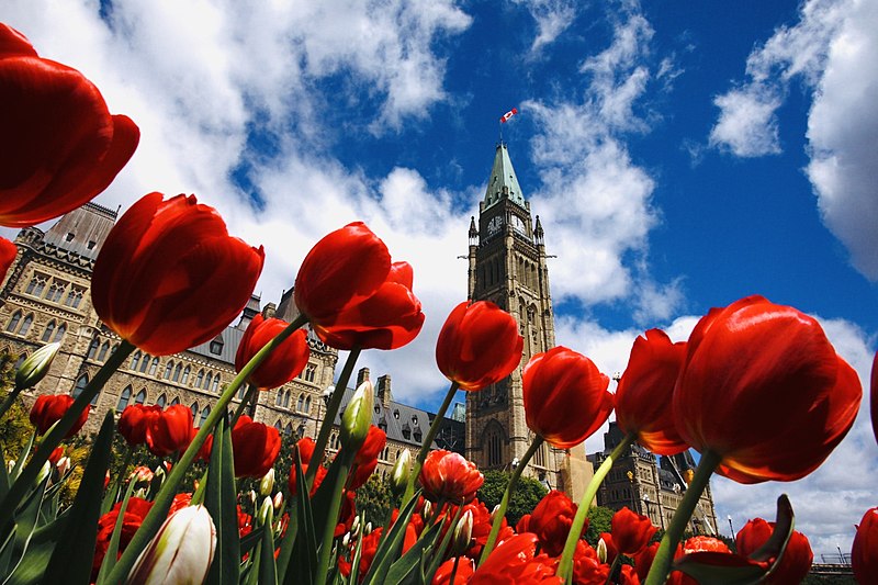 https://en.wikipedia.org/wiki/File:Tulip_festival_in_Ottawa_-_2019_(47925742658).jpg