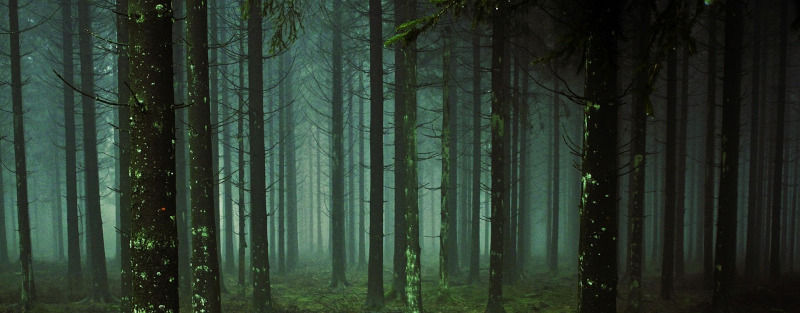 https://pixabay.com/photos/forest-trees-fog-moss-forest-floor-1258845/