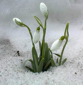 https://commons.wikimedia.org/wiki/File:Schneeglocken.jpg