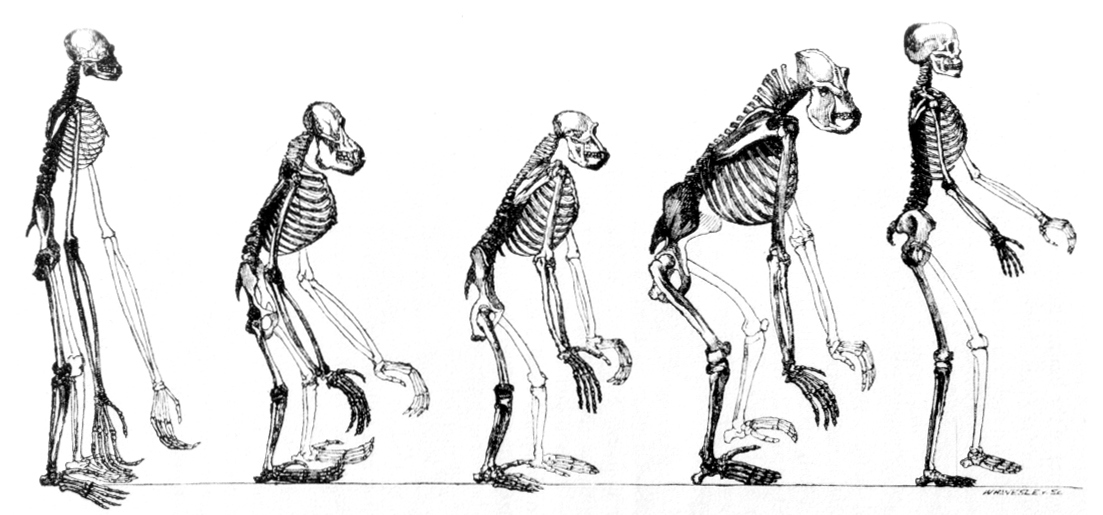 https://en.wikipedia.org/wiki/File:Huxley_-_Mans_Place_in_Nature.jpg