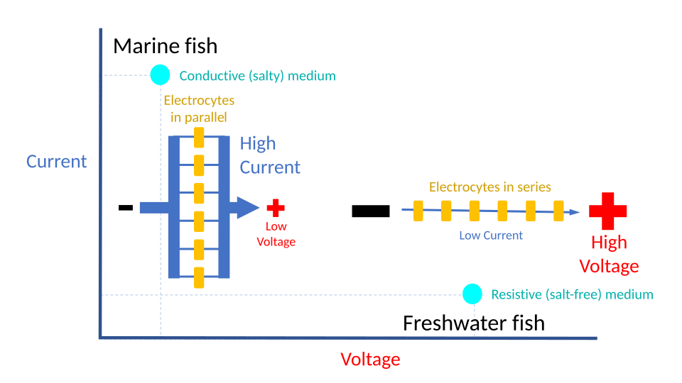 https://commons.wikimedia.org/wiki/File:Impedance_matching_in_electric_fishes.svg